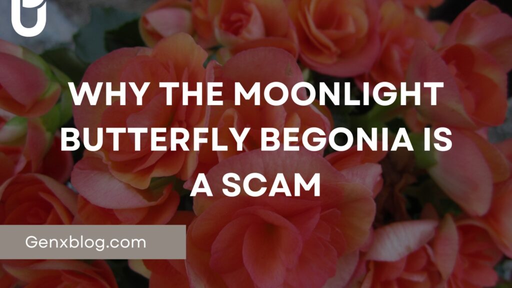 Moonlight Butterfly Begonia